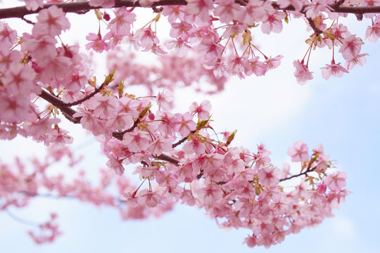 pink cherry blossoms on blue sky
