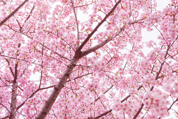 sakura flower (cherry blossom) in spring.