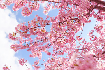 Obraz premium pink cherry blossoms on blue sky