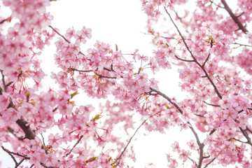 sakura flower (cherry blossom) in spring.
