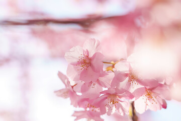 Fototapeta premium sakura flower (cherry blossom) in spring.