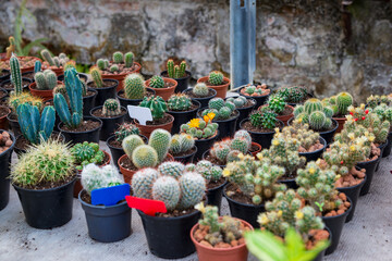 Cacti in pots in a botanical garden greenhouse for sale