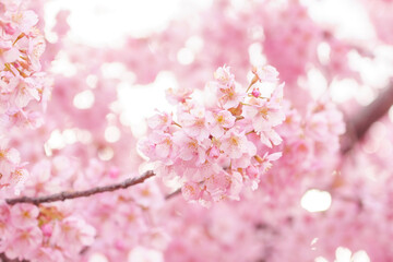 sakura flower (cherry blossom) in spring.