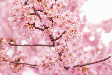 sakura flower (cherry blossom) in spring.