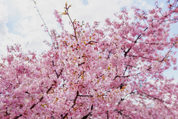 Obraz premium sakura flower (cherry blossom) in spring.