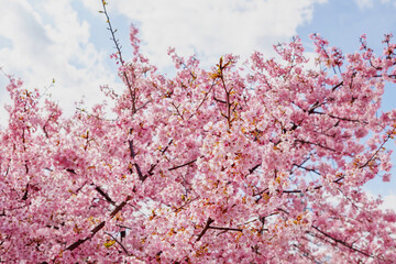 pink cherry blossoms on blue sky