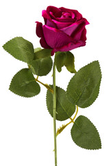 Red rose with leaves on transparent background