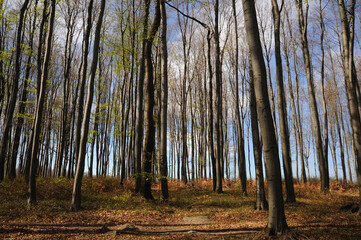 Early spring beech forest, young green leaves are barely beginning to open against the blue sky
