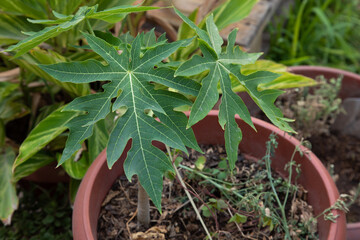 Little young papaya fruit tree