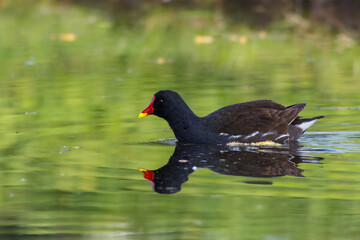 Common Moorhen swimming on the surface of a pond in the morning light