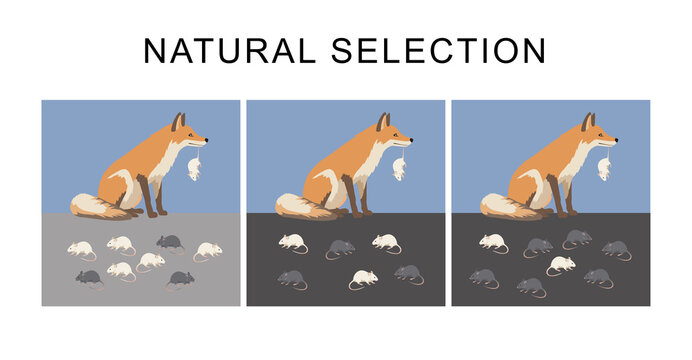 Natural selection is a mechanism of evolution