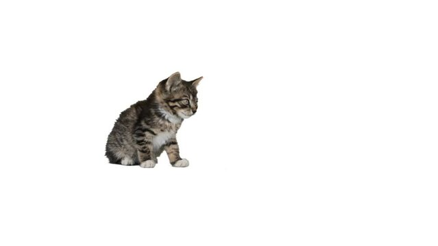 A small kitten on a white background