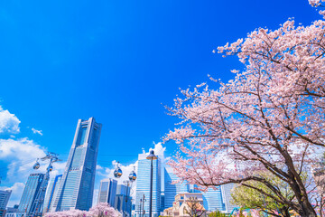 桜咲く横浜みなとみらい【神奈川県・横浜市】　
Yokohama Minato Mirai with cherry blossoms blooming - Kanagawa, Japan - obrazy, fototapety, plakaty