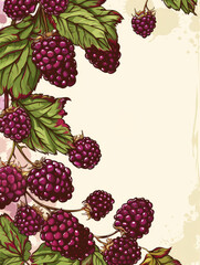 Vintage illustration of boysenberries with green foliage.