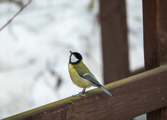 great spotted woodpecker