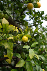 Lemon tree in the garden 
