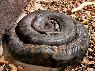 Python ฺBivittatus: python snake curled up on the ground at the snake farm