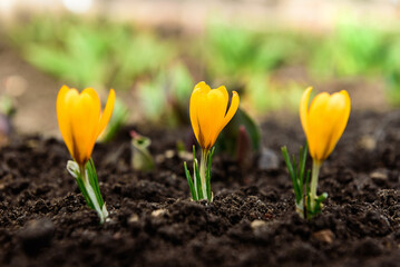 Yellow crocus flowers in early spring.