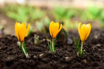 Fotobehang Yellow crocus flowers in early spring. © Natallia