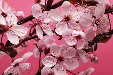 Close up of cherry blossoms, macro shot - 768761110