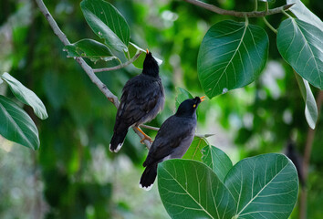 two black birds sitting on the tree