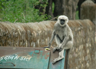 Gray langur