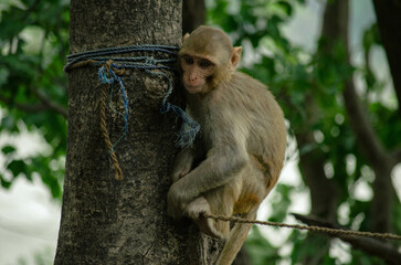 indian macaque sitting on the tree