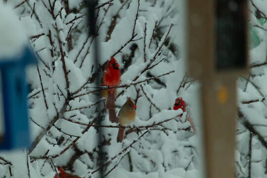 These beautiful cardinals sit perched in a tree in this wintery picture. Snow clinging to all the branches make the bright red color of the males stand out and even the coppery feathers of the female.