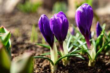 Purple crocus flowers in early spring.