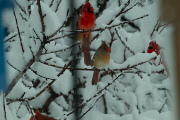 These beautiful cardinals sit perched in a tree in this wintery picture. Snow clinging to all the...