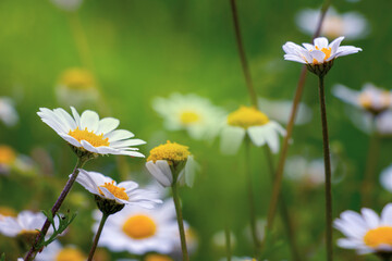 Small flowers with white and yellow colours. Spring time in Greece. Anthemis chia. Wild daisy.