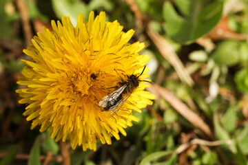 a honey bee on a bright yellow dandelion