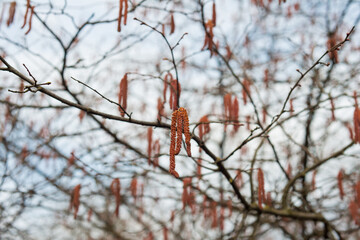 Hazelnut flower early spring. The first flowers of spring. selective focus