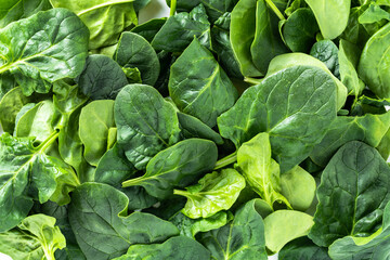 green fresh leaves of young spinach on a white background