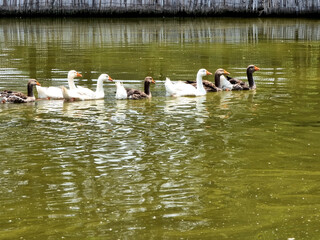 The group of gooses swimming in a row at a public park pond