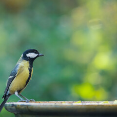 Great tit with bokeh background