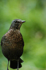 Eurasian blackbird with blurred background
