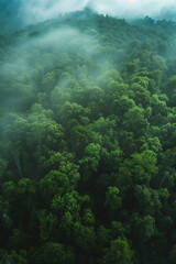 Naklejka na ściany i meble a foggy forest, aerial view, dark green color tones, high contrast, cinematic