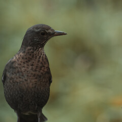 Eurasian blackbird with blurred background