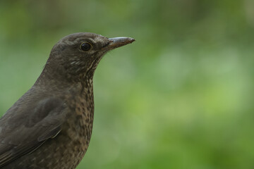 Eurasian blackbird with blurred background