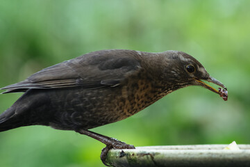 Eurasian blackbird with blurred background