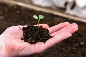 Gardener's hand holding pile og ground with radish sprouts.