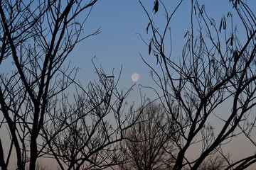 Moon Over Bare Tree