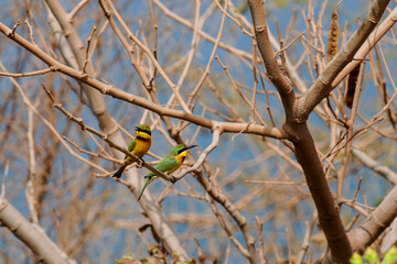 Guêpiers nains perchés sur une branche 