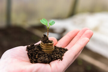 Stack of coins on hand with ground and growing plant.