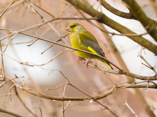 Greenfinch perching on tree branches, colored blurred background