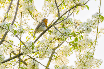 Singing robin perching among white inflorescences