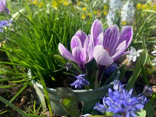 purple crocus flowers