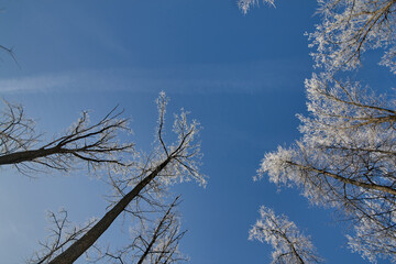 Meade to the blue sky in the winter woods