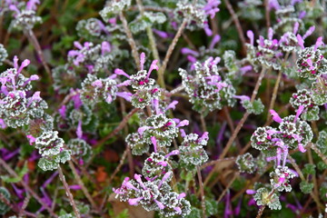 Frost on Henbit